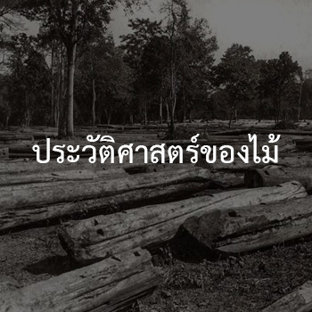 ประวัติศาสตร์ของไม้