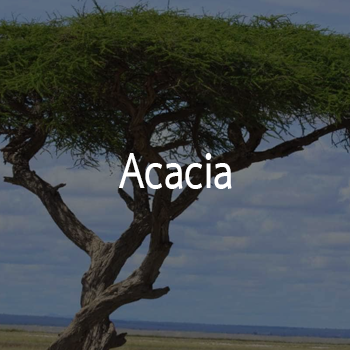 Acacia