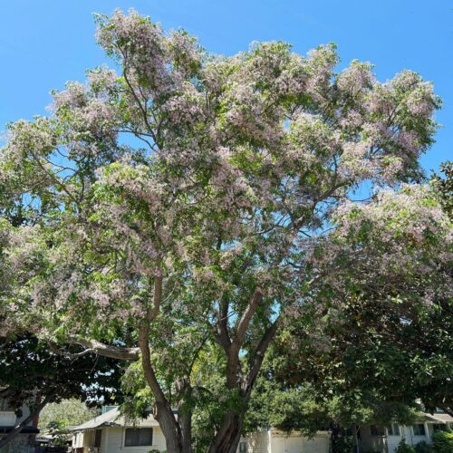 China-Berry-Tree-Gress-Photo-938-1515x1536