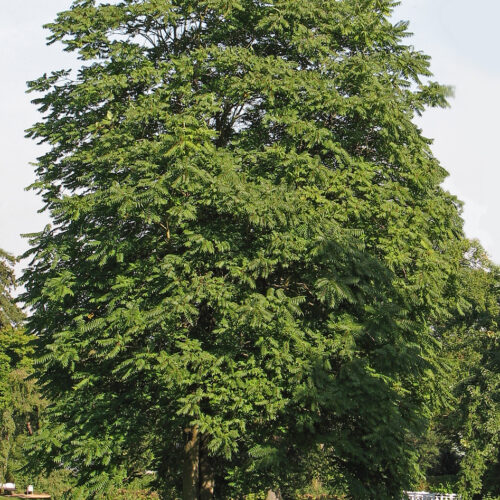 Götterbaum_(Ailanthus_altissima)