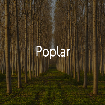 Poplar 1