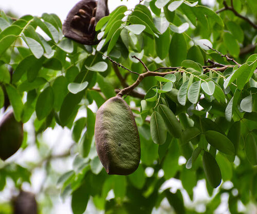 afzelia-xylocarpa-is-tree-from-southeast-asia-nature-forest_8284-38