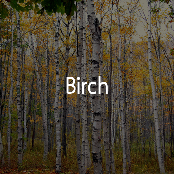 birch