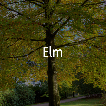 elm