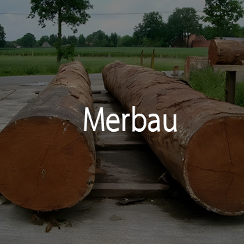 merbau