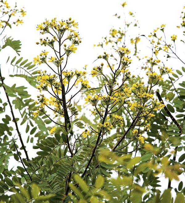 Cassia tree Cassia tree