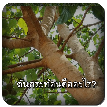 ต้นกระท้อน