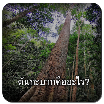 ต้นกะบาก