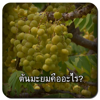 ต้นมะยม