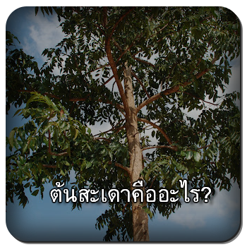 ต้นสะเดา