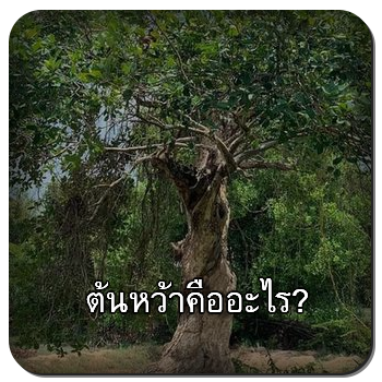 ต้นหว้า