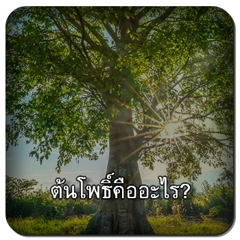 ต้นโพธิ์
