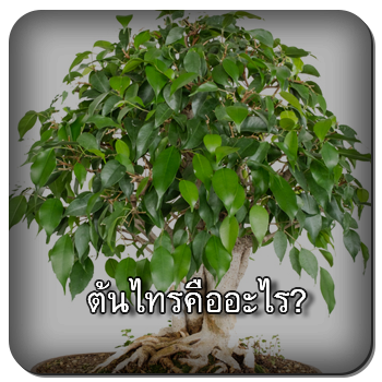 ต้นไทร