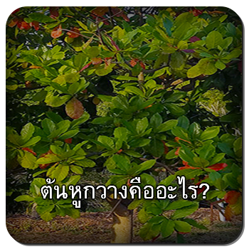 รูปแบบที่ 1
