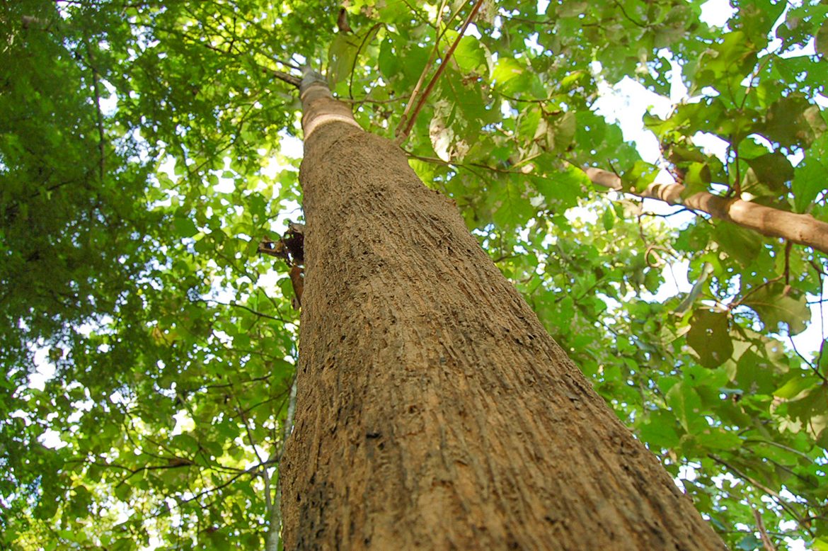 teak สัก