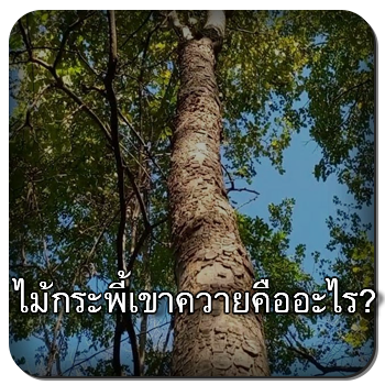 ไม้กรระพี้เขาควาย