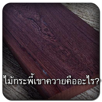 ไม้กระพี้เขาควาย