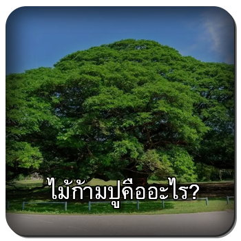 ไม้ก้ามปู