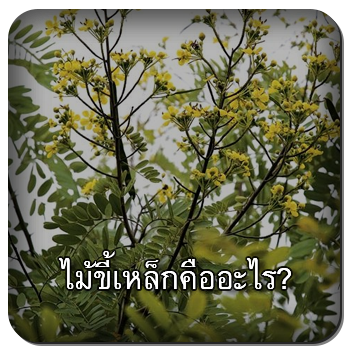 ไม้ขี้เหล็ก