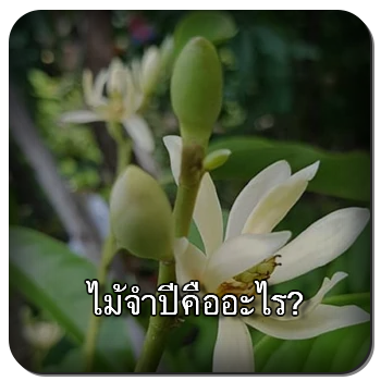 ไม้จำปี