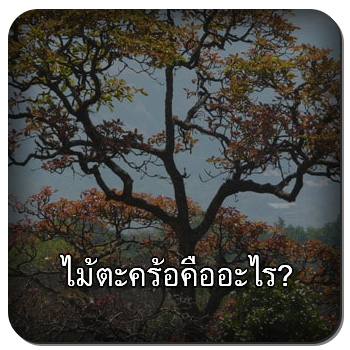 ไม้ตะคร้อ
