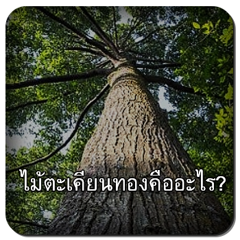 ไม้ตะเคียนทอง