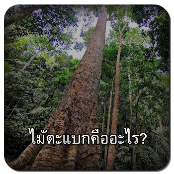 ไม้ตะแบก
