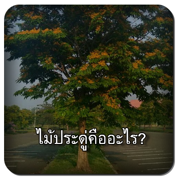 ไม้ประดู่