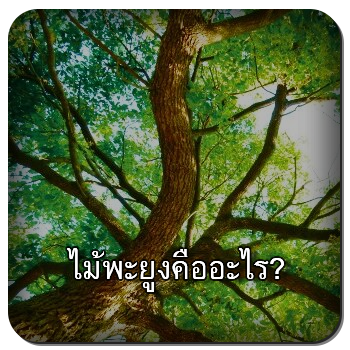 ไม้พะยูง 1