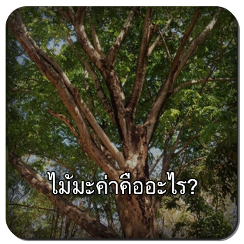 ไม้มะค่า
