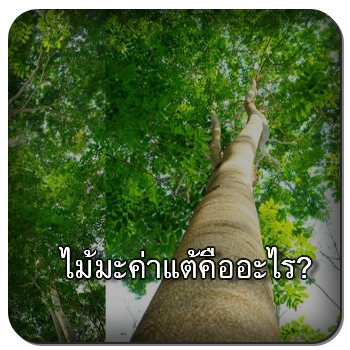 ไม้มะค่าแต้