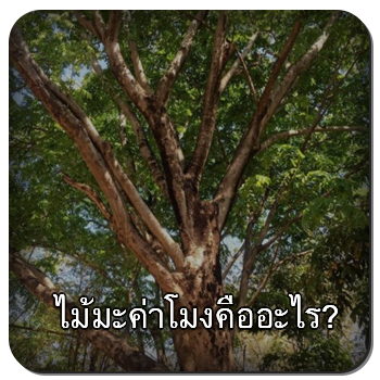 ไม้มะค่าโมง