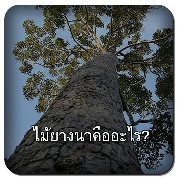 ไม้ยางนา