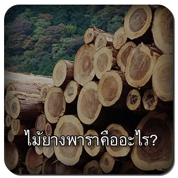 ไม้ยางพารา