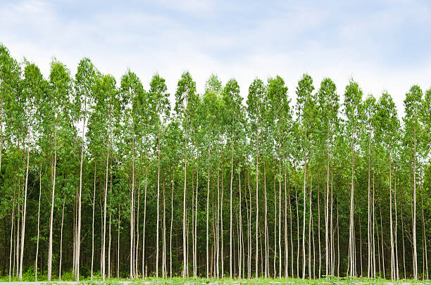 Eucalyptus forest in Thailand, plats for paper industry ไม้ยูคาลิปตัส 1