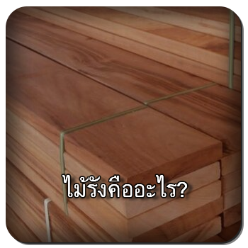 ไม้รัง