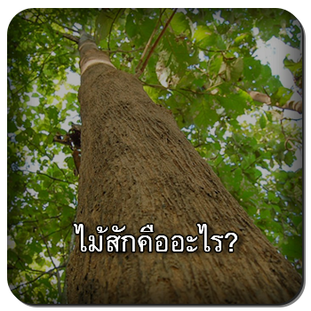 ไม้สัก