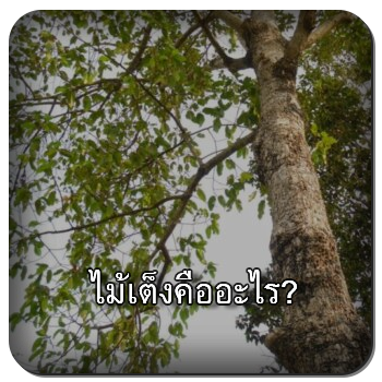 ไม้เต็ง