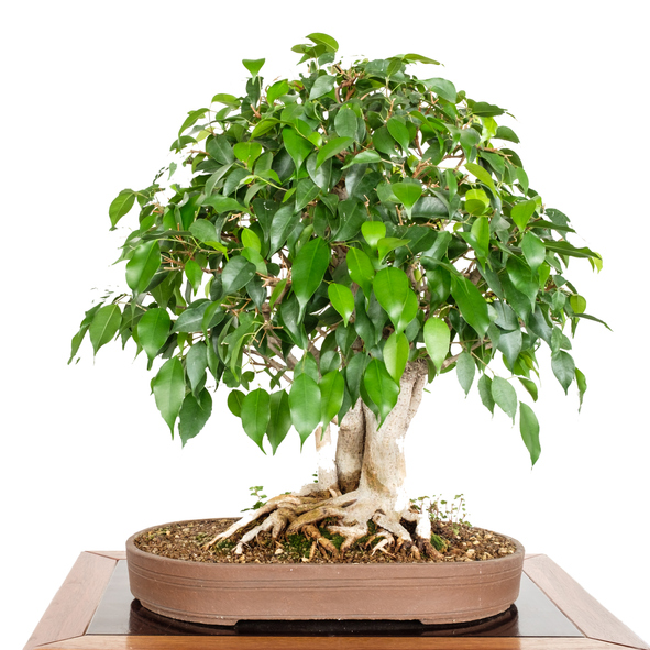 Fig tree (Ficus benjamini) as bonsai ไม้ไทร 3