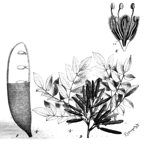 Erythrophleum suaveolens Taub75b