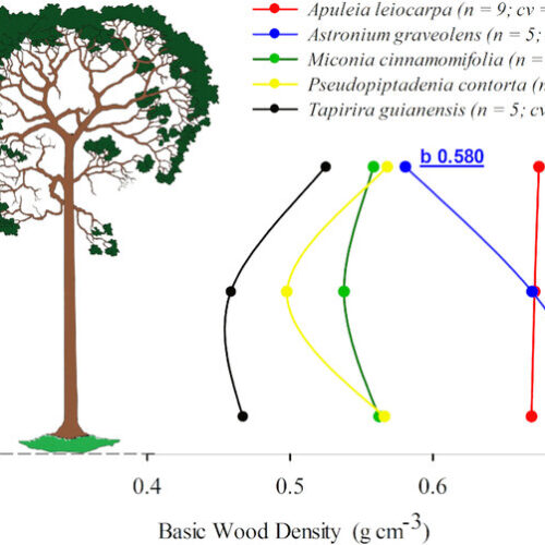 แผนภาพเปรียบเทียบความหนาแน่นเนื้อไม้รวมถึง Astronium graveolens