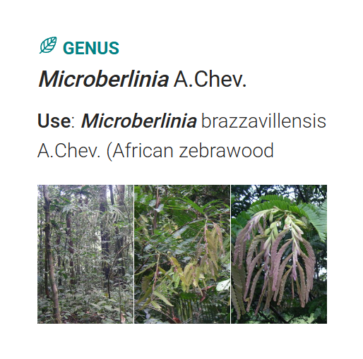 ข้อมูลสกุล Microberlinia และต้น African Zebrawood